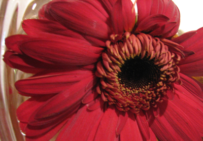 no idea what flower this is