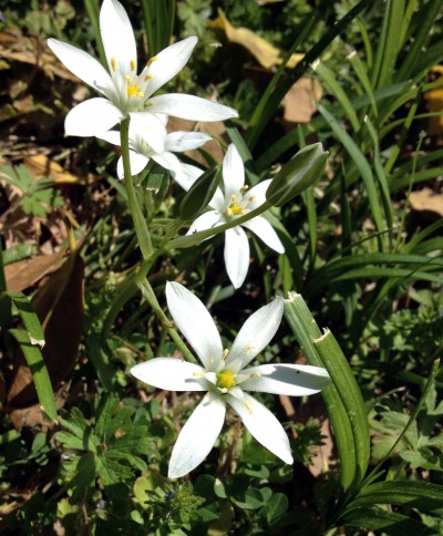 star of bethlehem