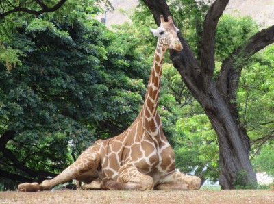 Giraffe chilling 